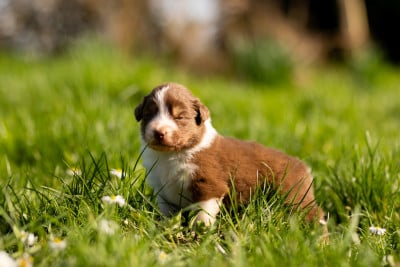 Les chiots de Berger Australien