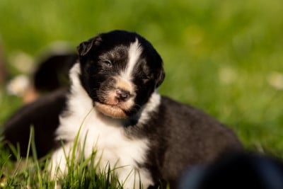 Les chiots de Berger Australien