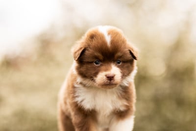 Les chiots de Berger Australien