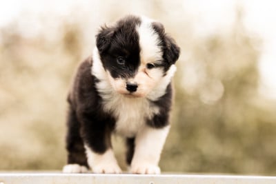 Les chiots de Berger Australien