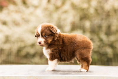 Les chiots de Berger Australien
