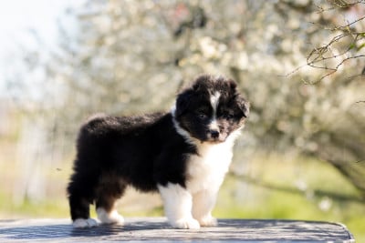 Les chiots de Berger Australien