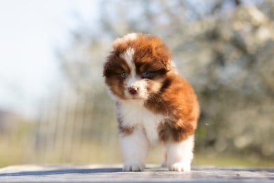 Les chiots de Berger Australien