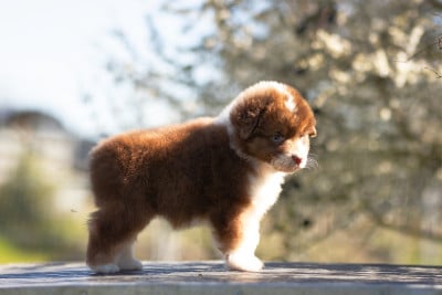Les chiots de Berger Australien