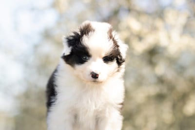 Les chiots de Berger Australien