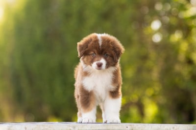 Les chiots de Berger Australien