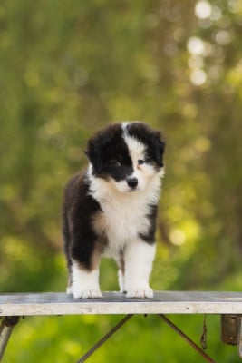 Les chiots de Berger Australien