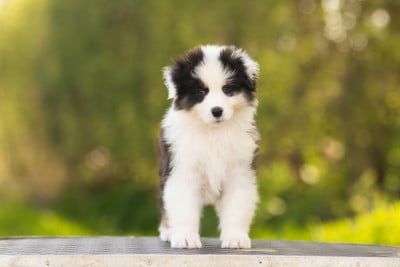 Les chiots de Berger Australien
