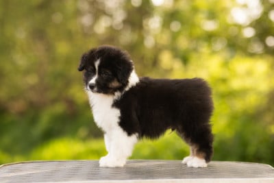 Les chiots de Berger Australien