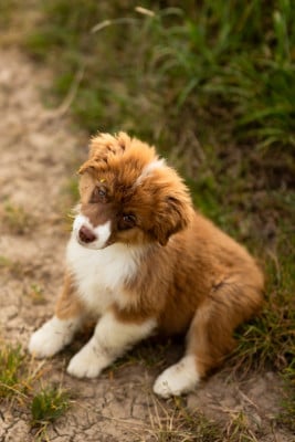 Les chiots de Berger Australien