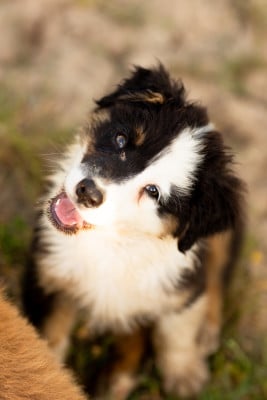 Les chiots de Berger Australien