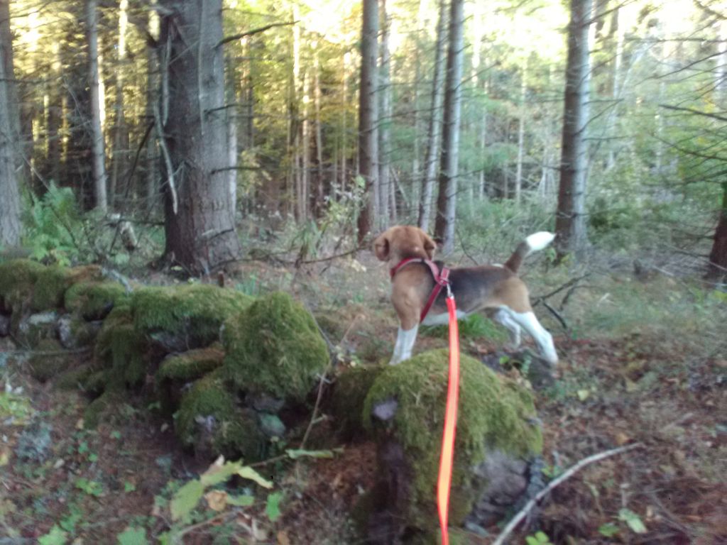 Publication : du velay gevaudan Auteur : moi même
