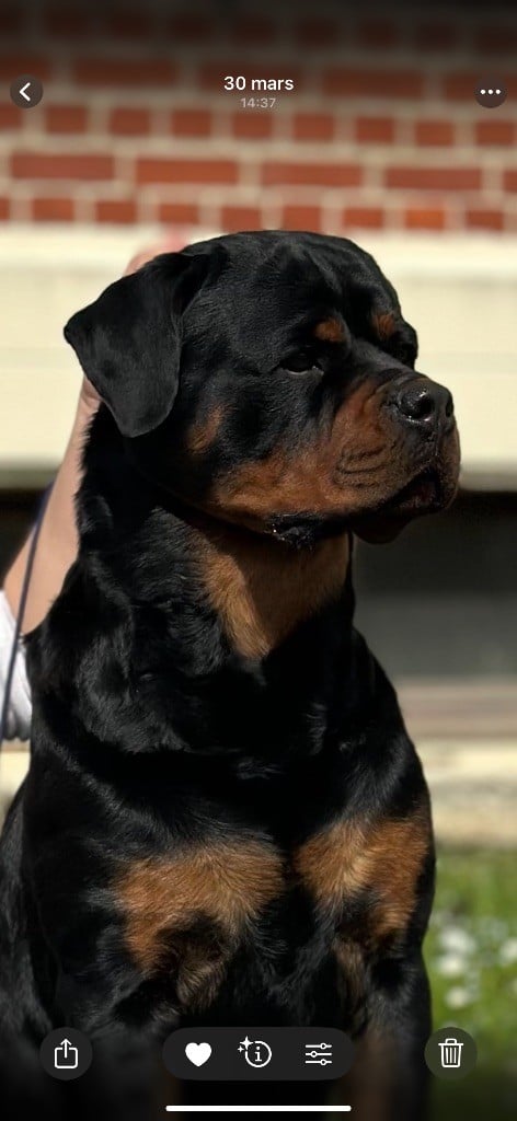 CH. Tenessy Des Trois Têtes De Loup