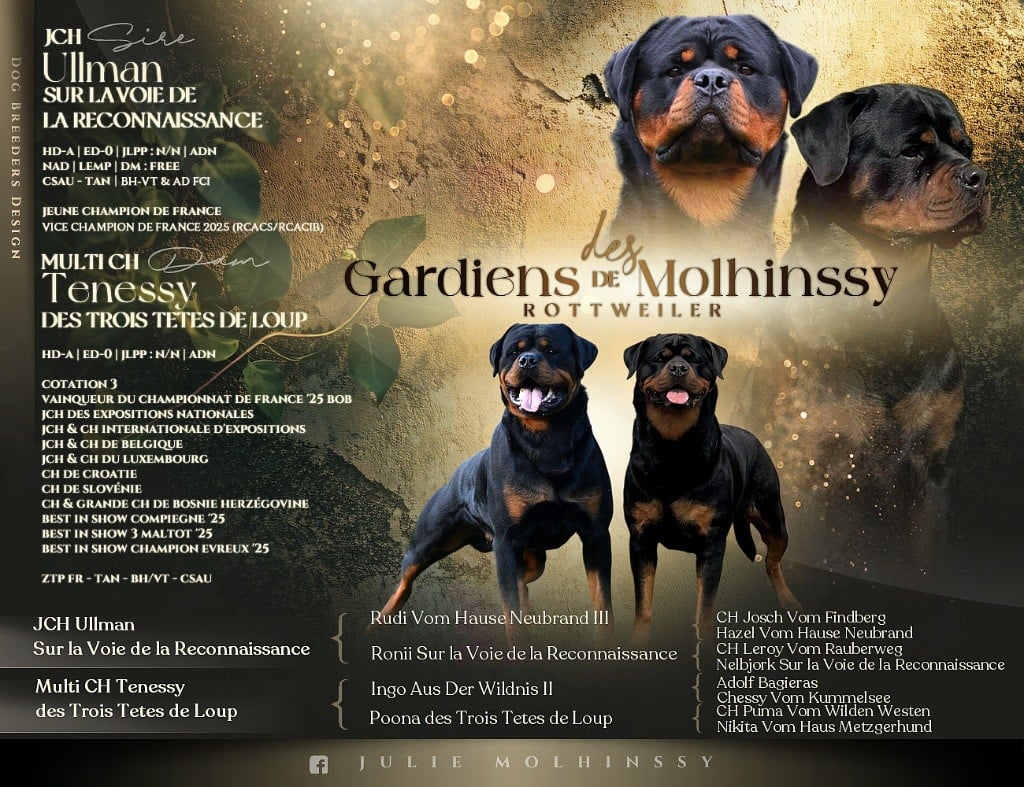 Rottweiler - Des Gardiens De Molhinssy
