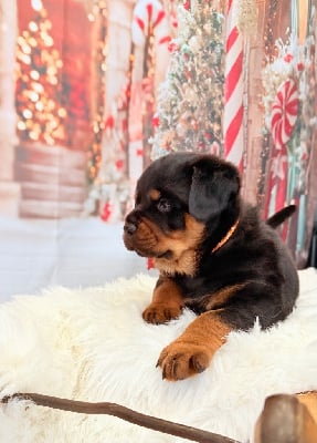 Les chiots de Rottweiler