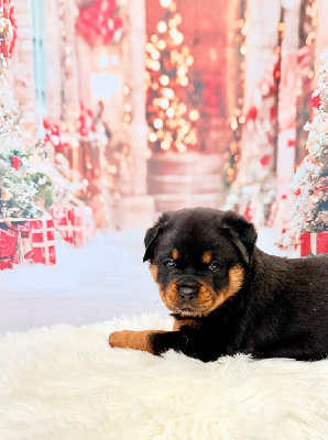 Les chiots de Rottweiler