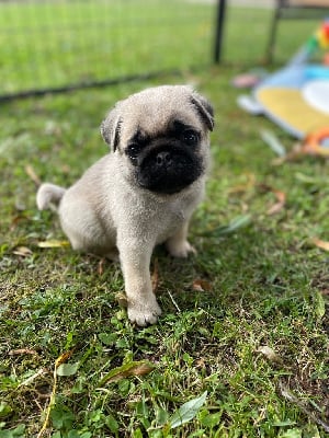 Du Royaume De Mandalore