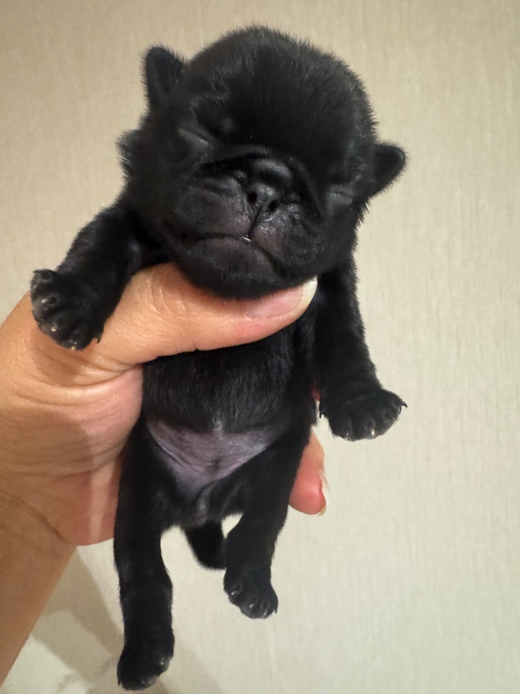 chiot femelle collier rose