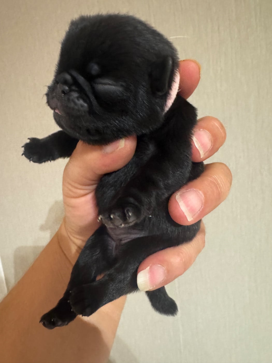 chiot femelle collier rose