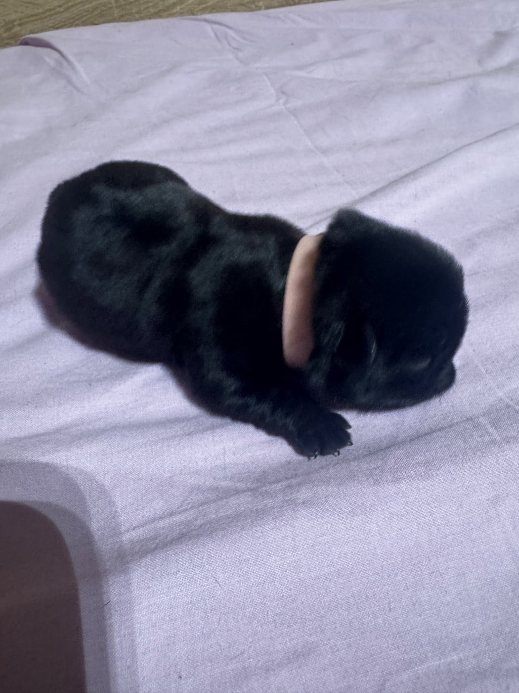 chiot femelle collier rose