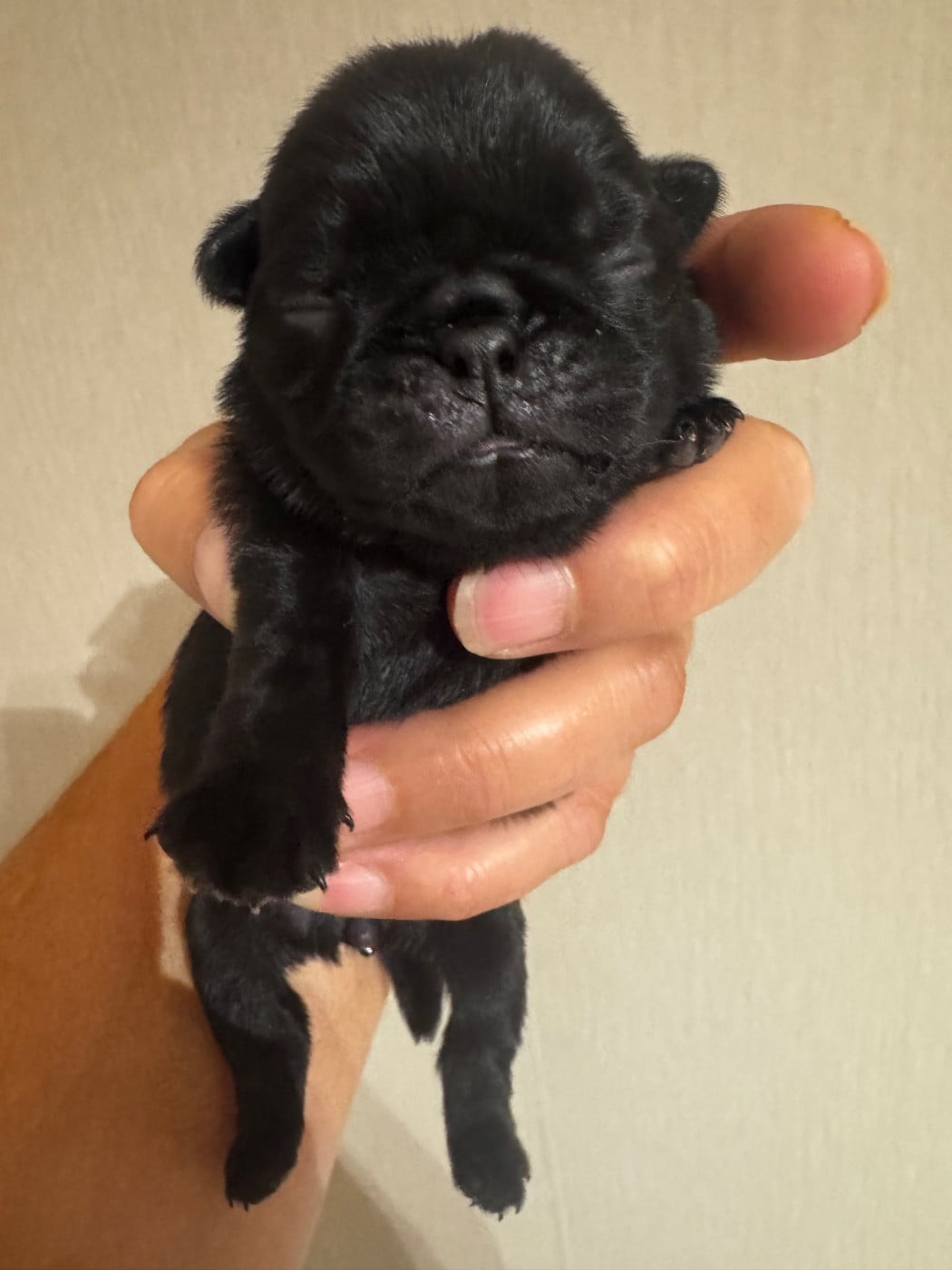 chiot femelle collier vert