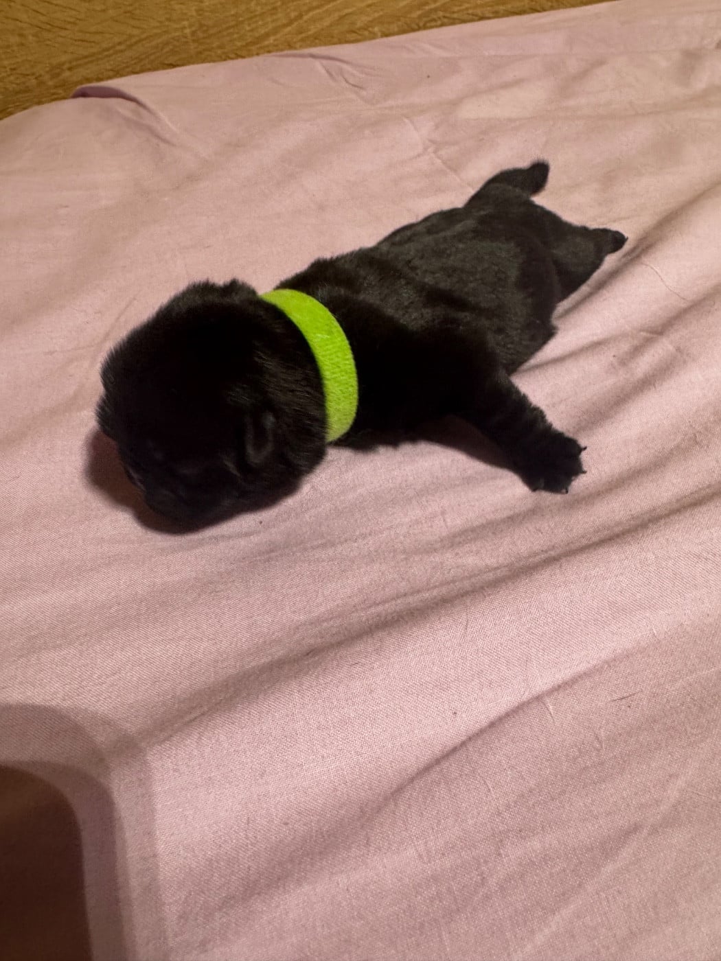 chiot femelle collier vert