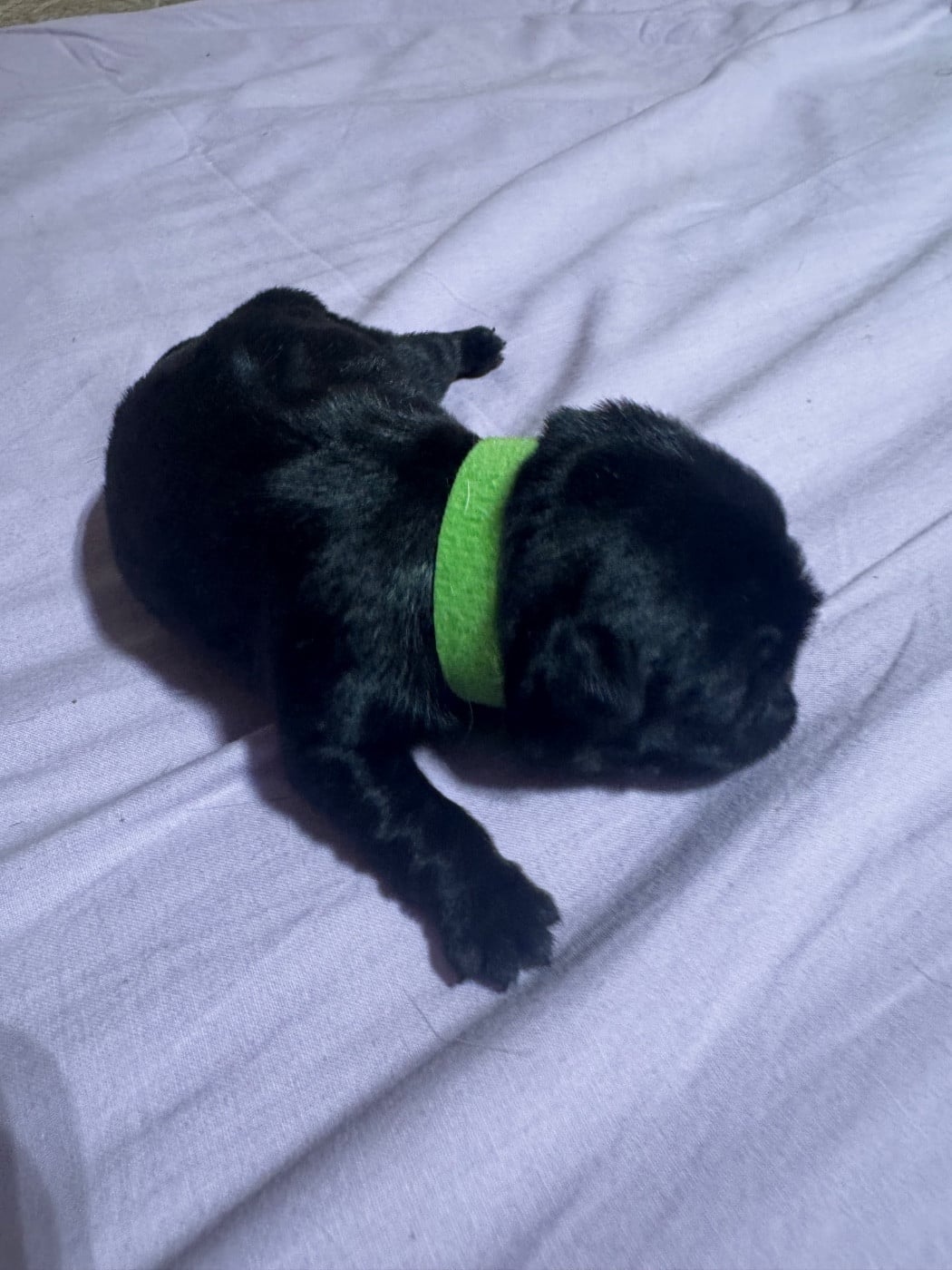 chiot femelle collier vert