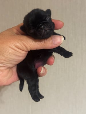 Les chiots de Carlin