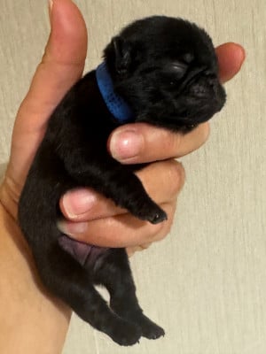 Les chiots de Carlin
