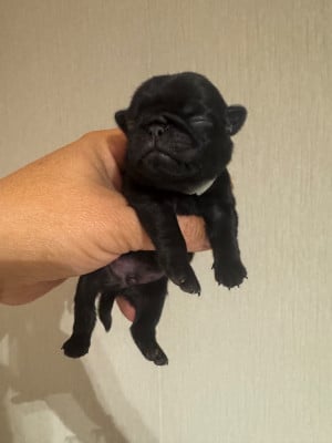 Les chiots de Carlin