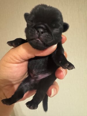 Les chiots de Carlin