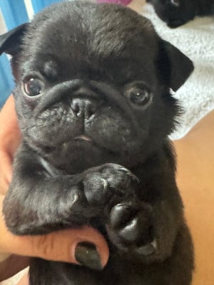 Les chiots de Carlin