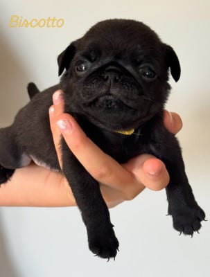 Les chiots de Carlin