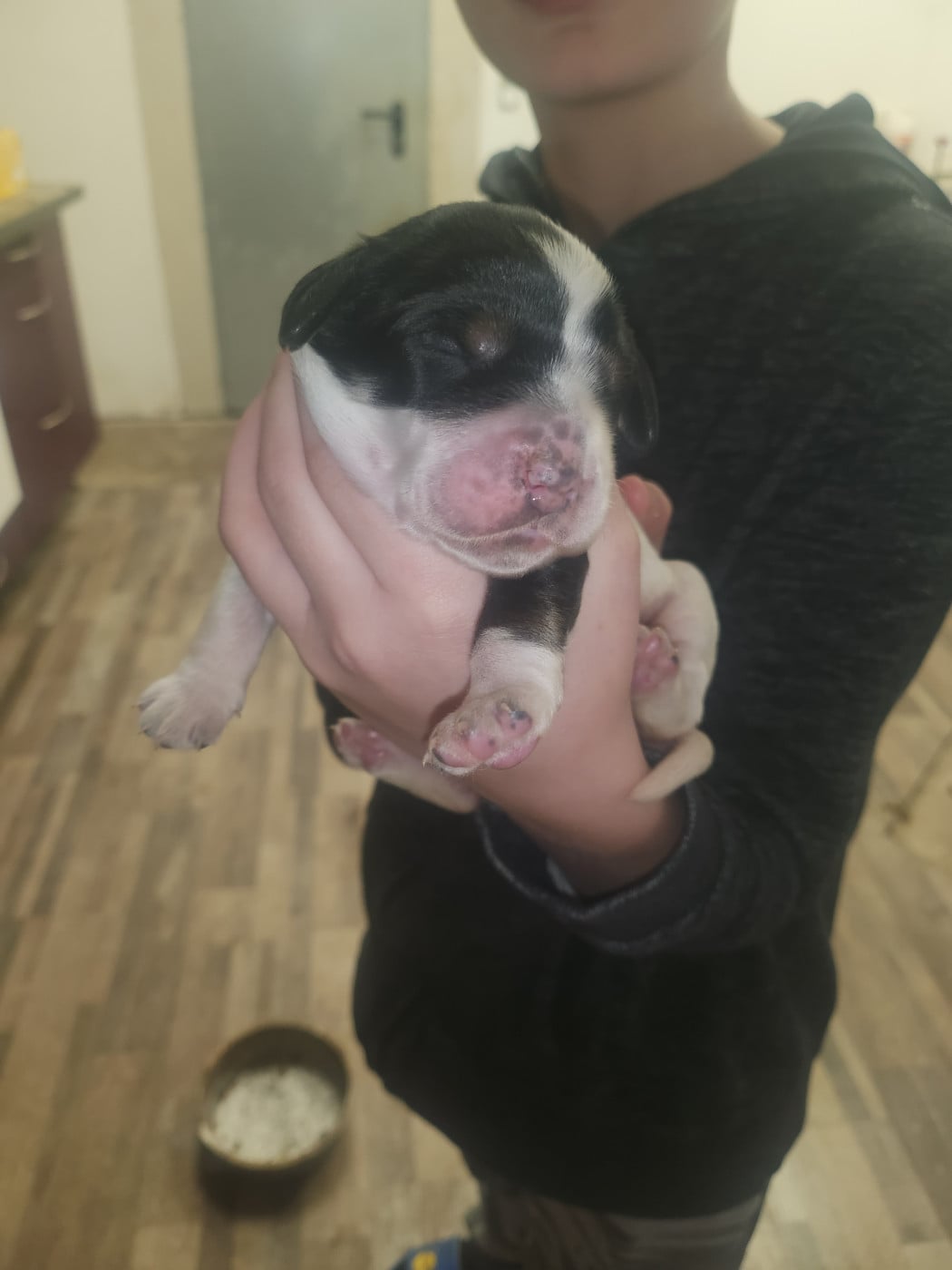 Brioche - Setter Anglais