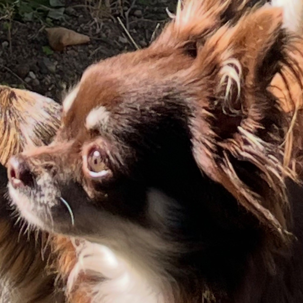 Ulya violetta du Domaine des Airaudes