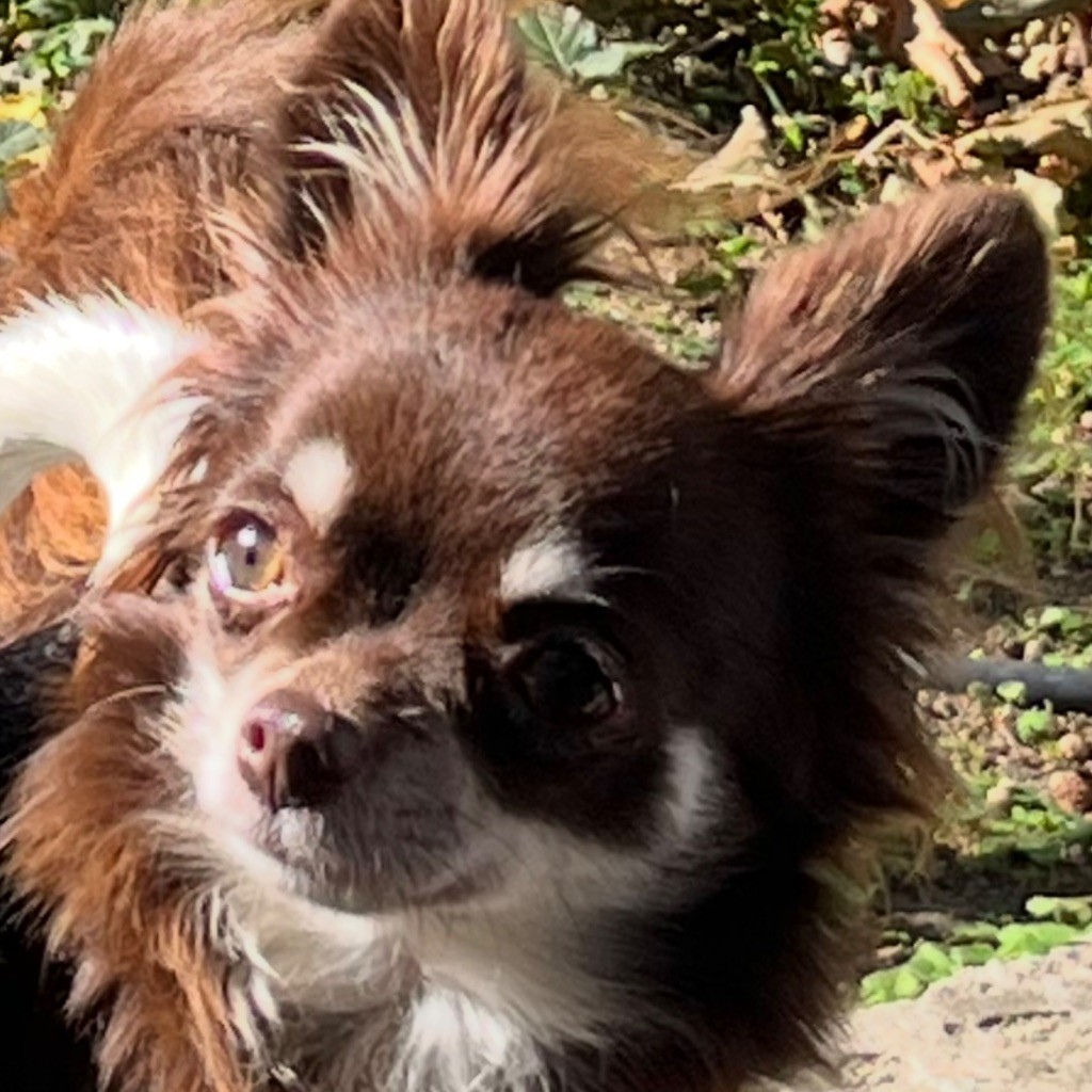 Ulya violetta du Domaine des Airaudes