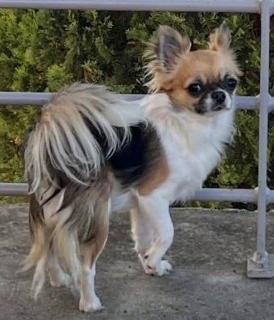 Vanille cara De La Grande Epopée