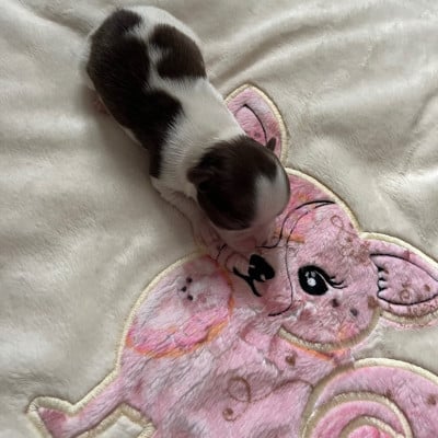 Les chiots de Chihuahua