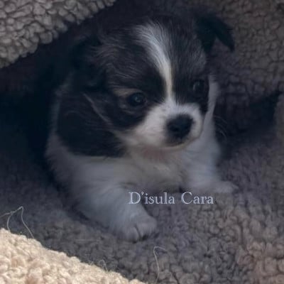 Les chiots de Chihuahua