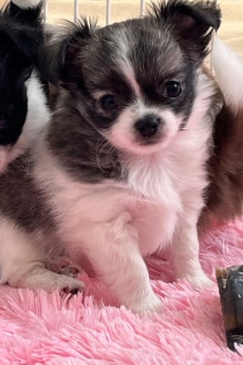 Les chiots de Chihuahua