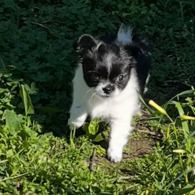 Les chiots de Chihuahua