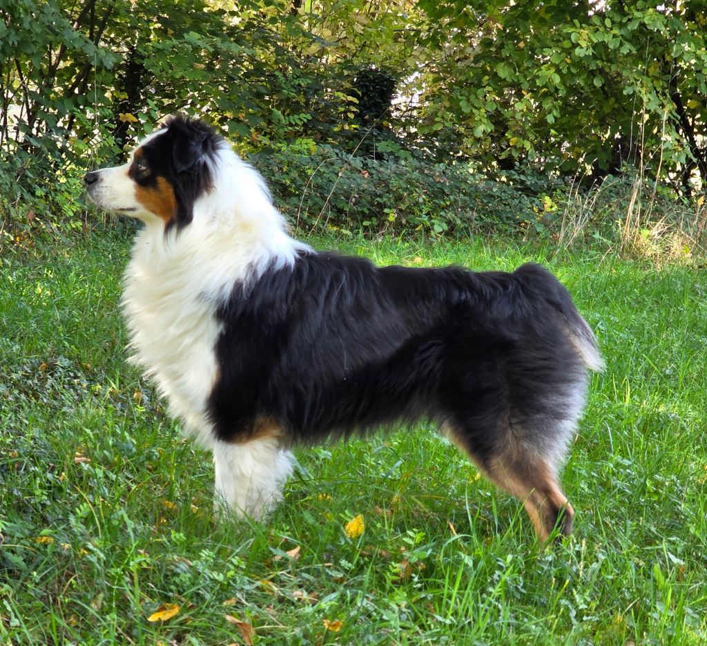 Saiko De L'Amour D'Harmonie