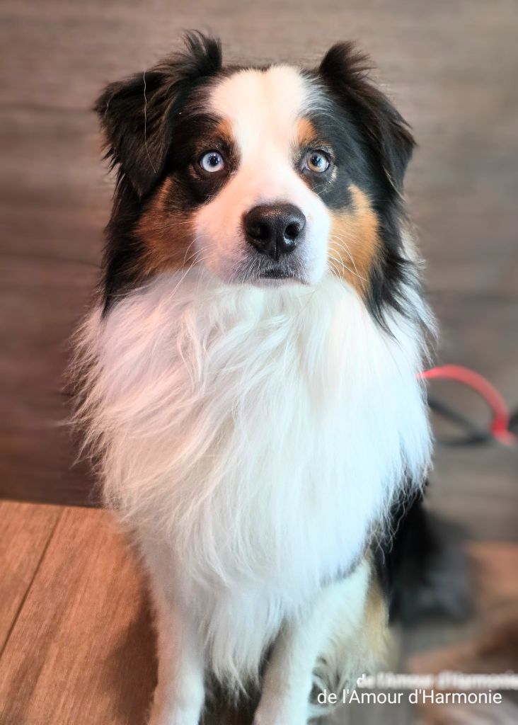 Saiko De L'Amour D'Harmonie