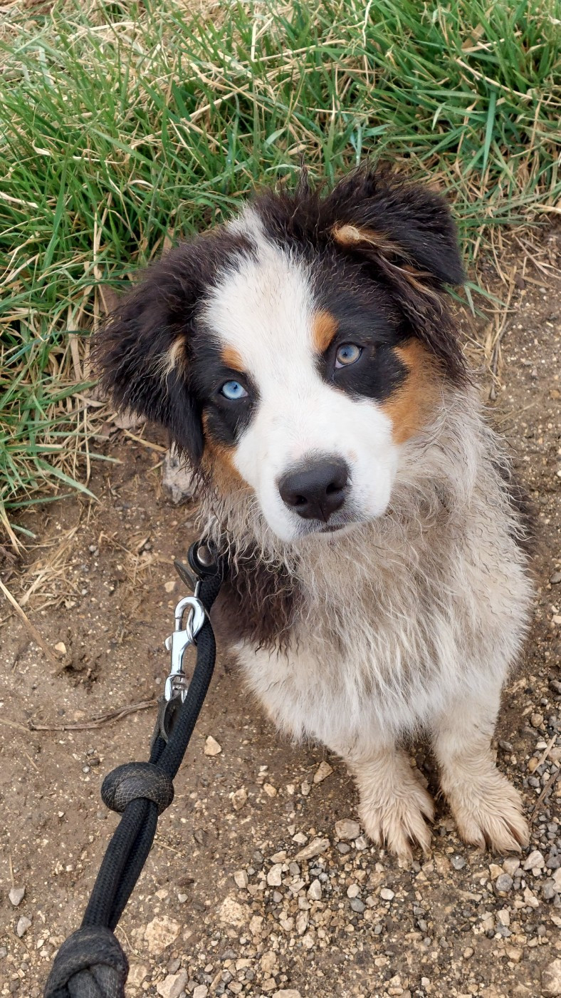 Saiko De L'Amour D'Harmonie