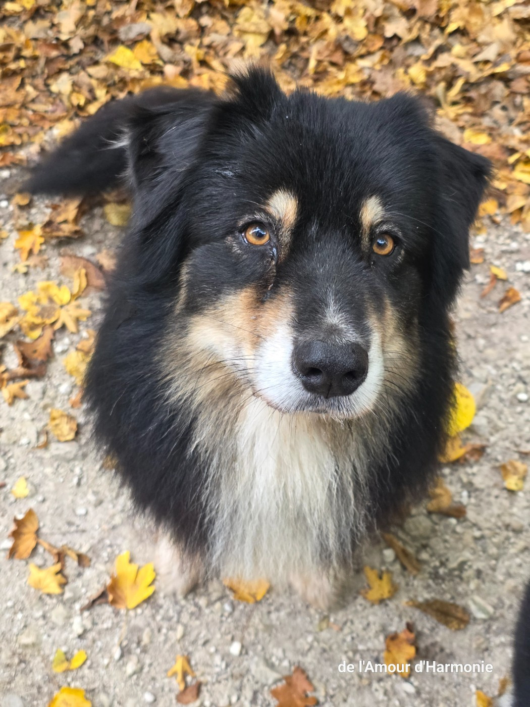 Publication : De L'Amour D'Harmonie