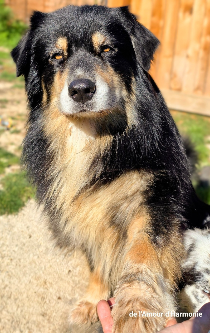 Publication : De L'Amour D'Harmonie