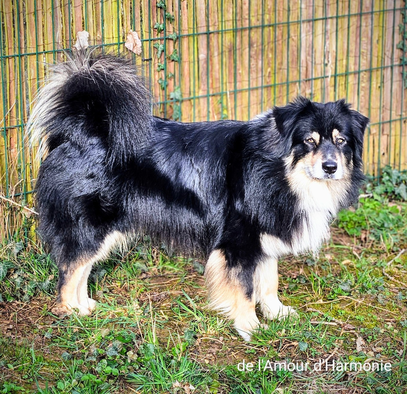 Publication : De L'Amour D'Harmonie