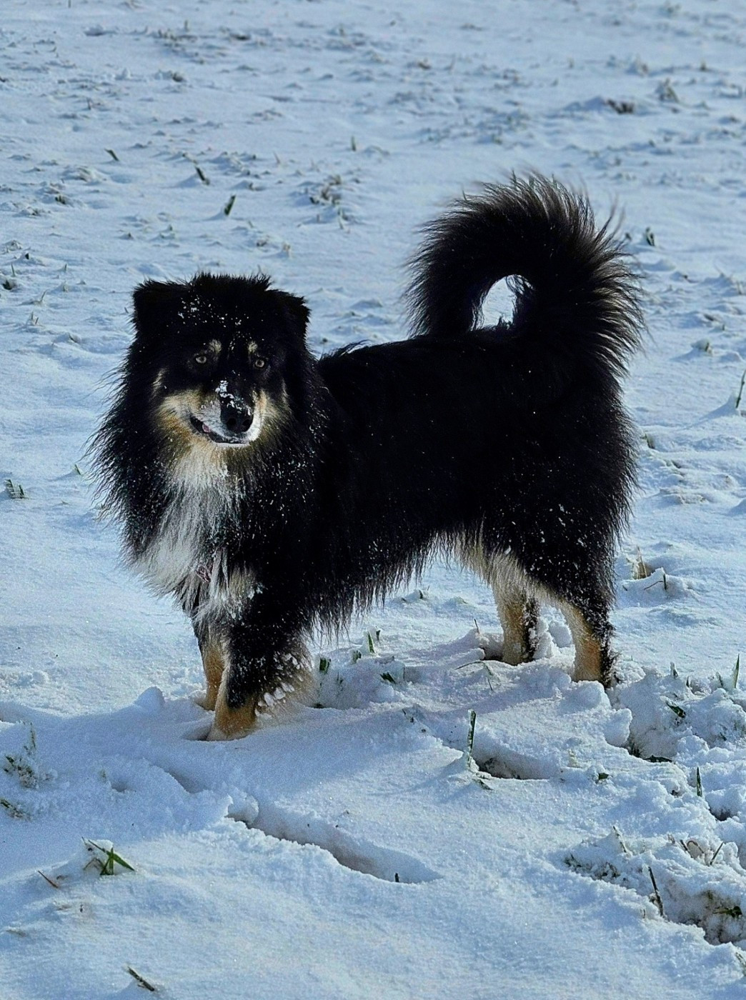 Publication : De L'Amour D'Harmonie