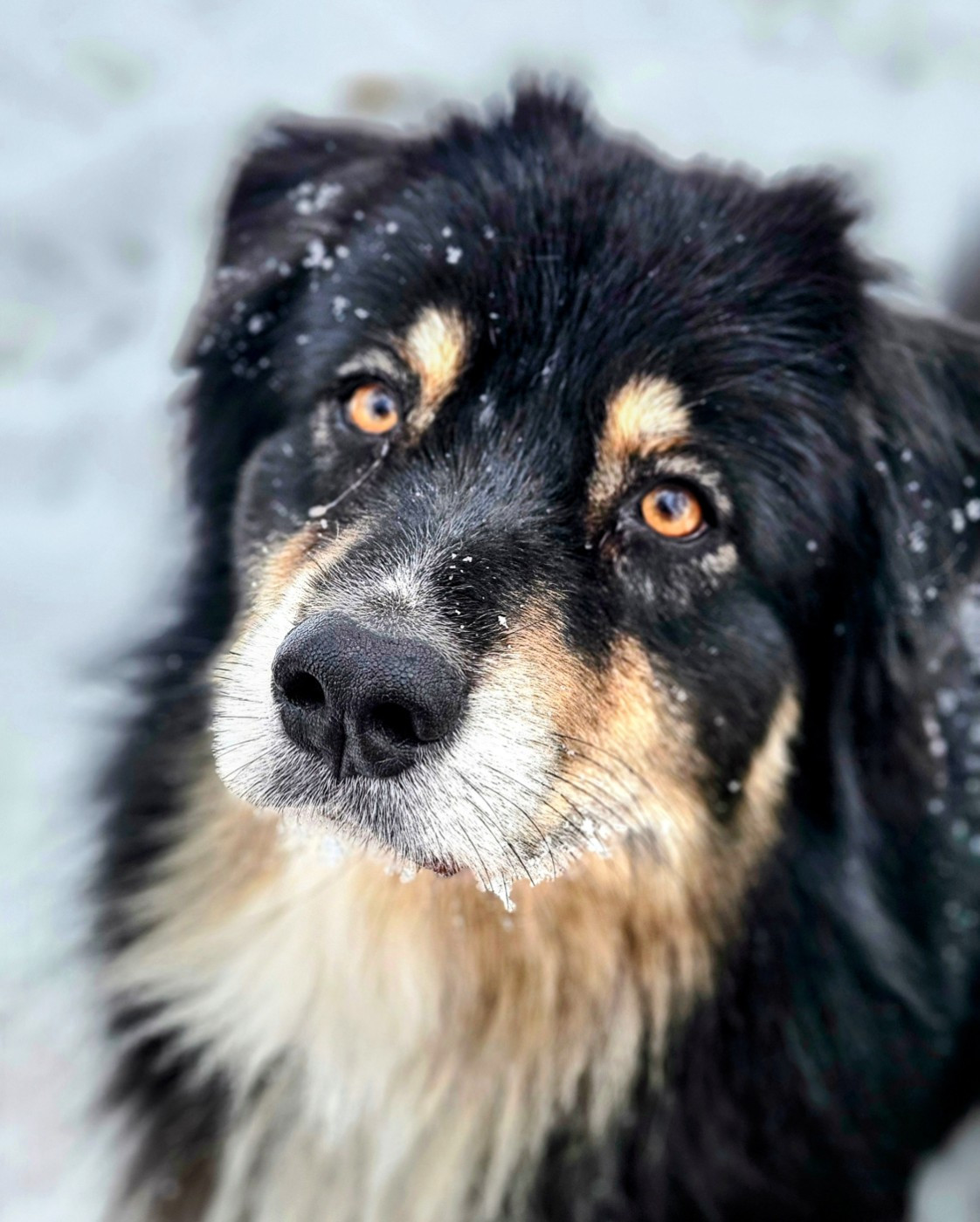 Publication : De L'Amour D'Harmonie