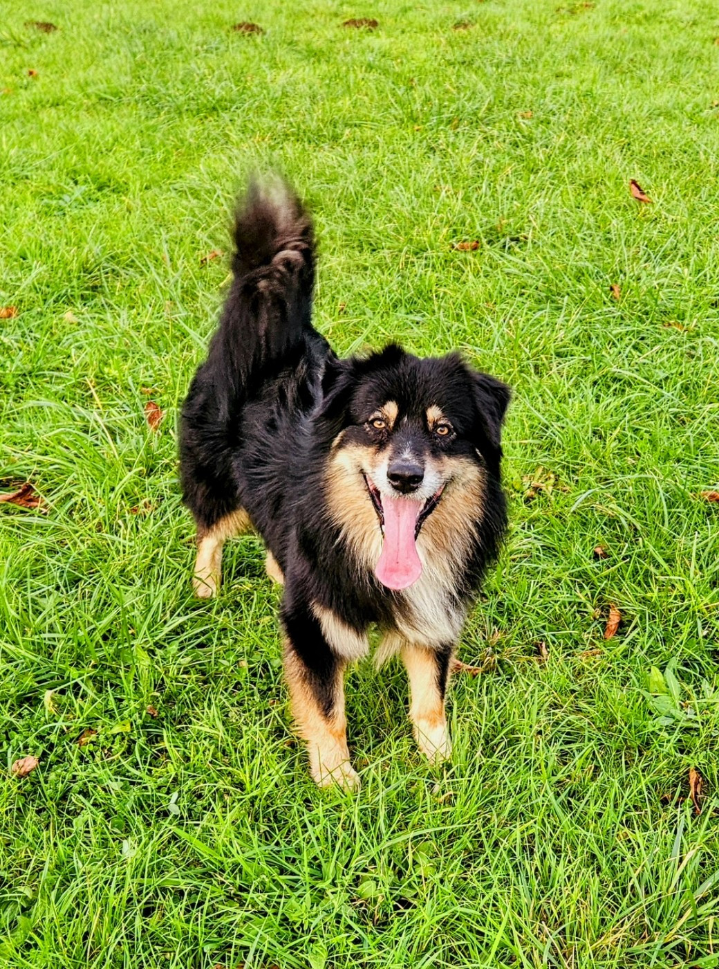 Publication : De L'Amour D'Harmonie